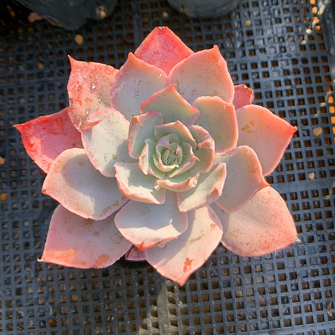 農園直売 多肉植物 寄せ植え エケベリア属　Echeveria 'Pinky' ピンキー(単)　美苗　希少　抜き苗 観葉植物 インテリア　多肉専門VERVE