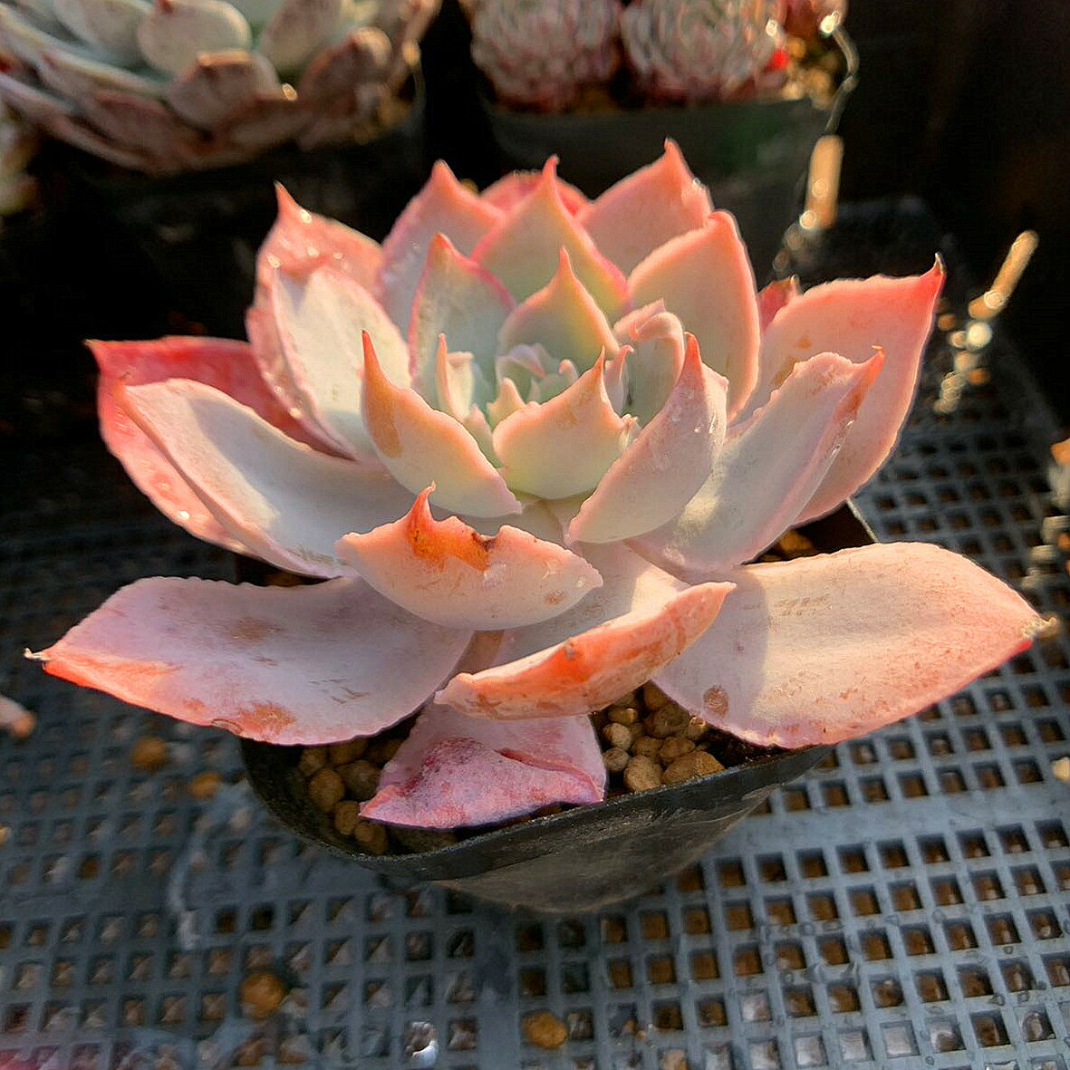 農園直売 多肉植物 寄せ植え エケベリア属　Echeveria 'Pinky' ピンキー(単)　美苗　希少　抜き苗 観葉植物 インテリア　多肉専門VERVE