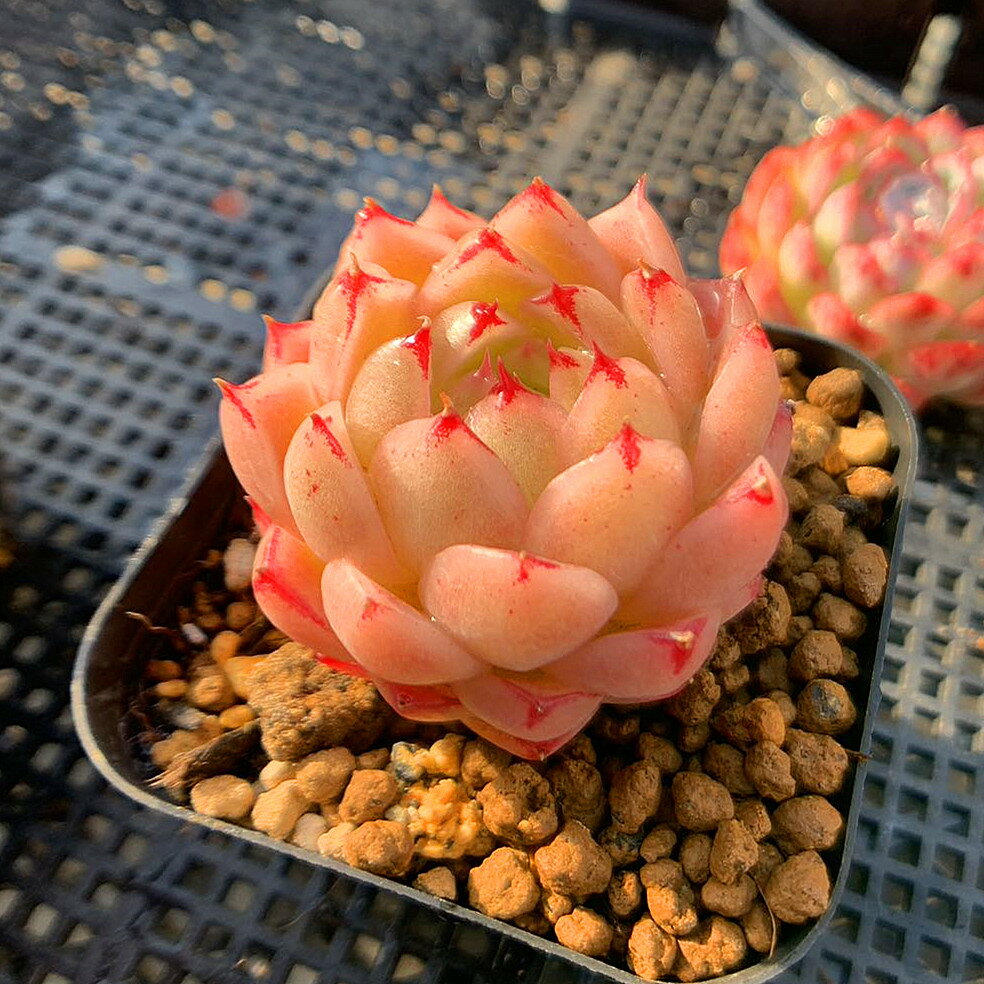 農園直売 多肉植物 寄せ植え エケベリア属 海...の紹介画像2