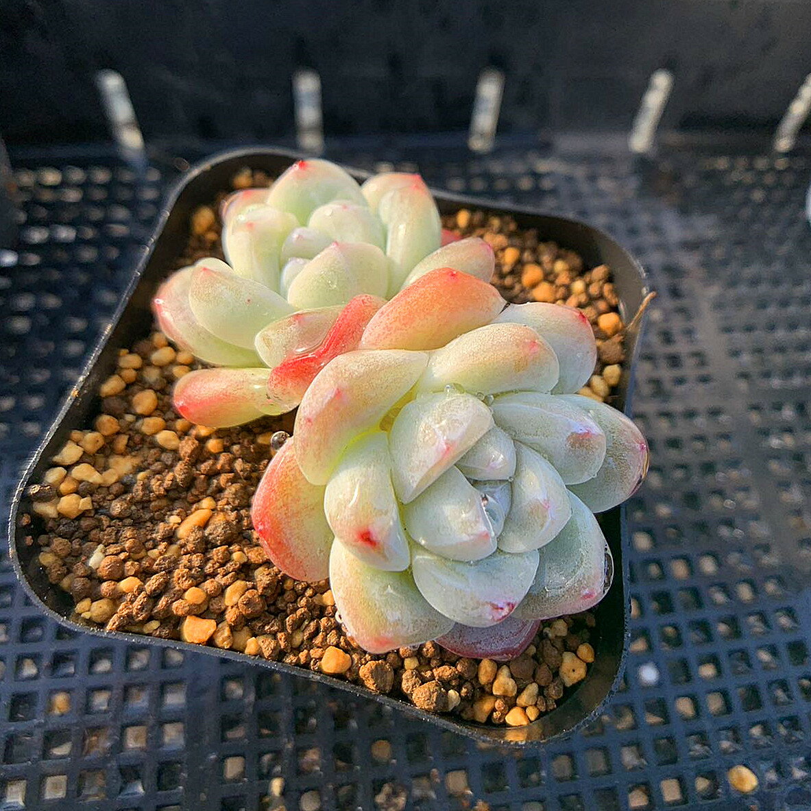 農園直売 多肉植物 寄せ植え エケベリア属 アイスグリーン　抜き苗 観葉植物 インテリア 多肉専門VERVEのサムネイル