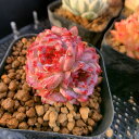 農園直売 多肉植物 寄せ植え エケベリア属 レッドベルベット（群） Echeveria 'Red Velvet' 　観葉植物 インテリア 多肉専門VERVE