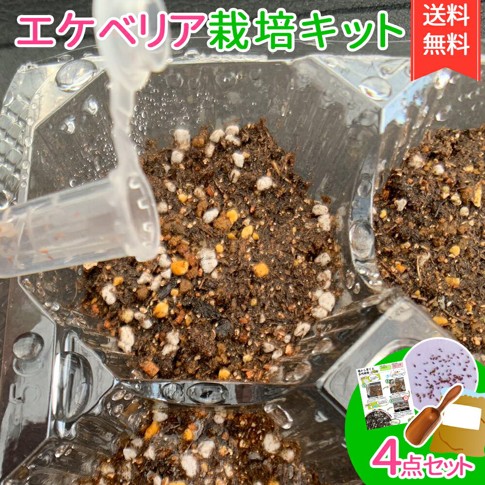 クリックポスト送料無料 期間増量 農園直売 多肉植物 簡単育成栽培キット エケベリア属 種30粒 説明書付き 発芽専用土 DIY 希少品種入り 観葉植物 多肉専門VERVE