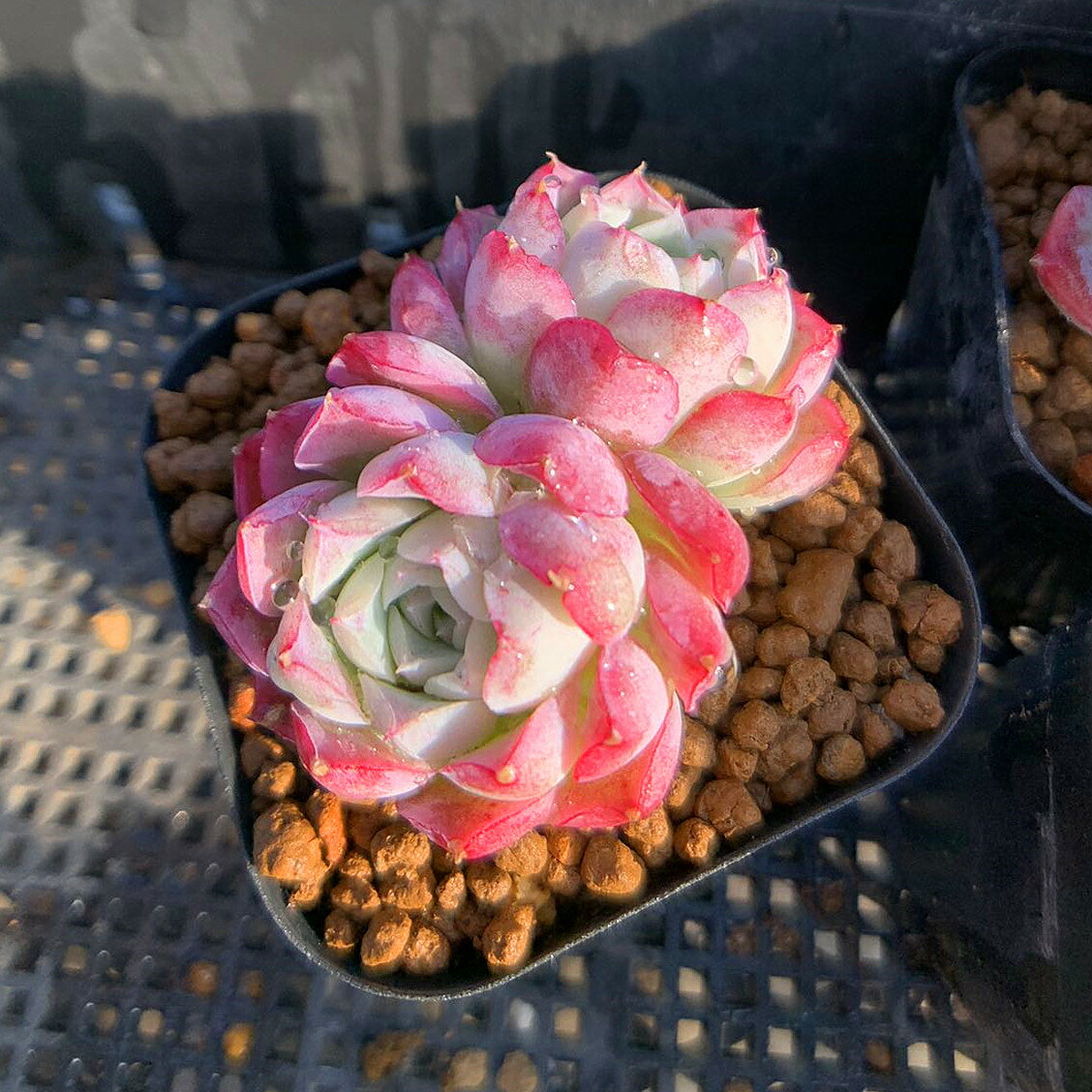 農園直売 多肉植物 寄せ植え エケベリア属 バラの月影（2頭） 抜き苗 観葉植物 インテリアのサムネイル