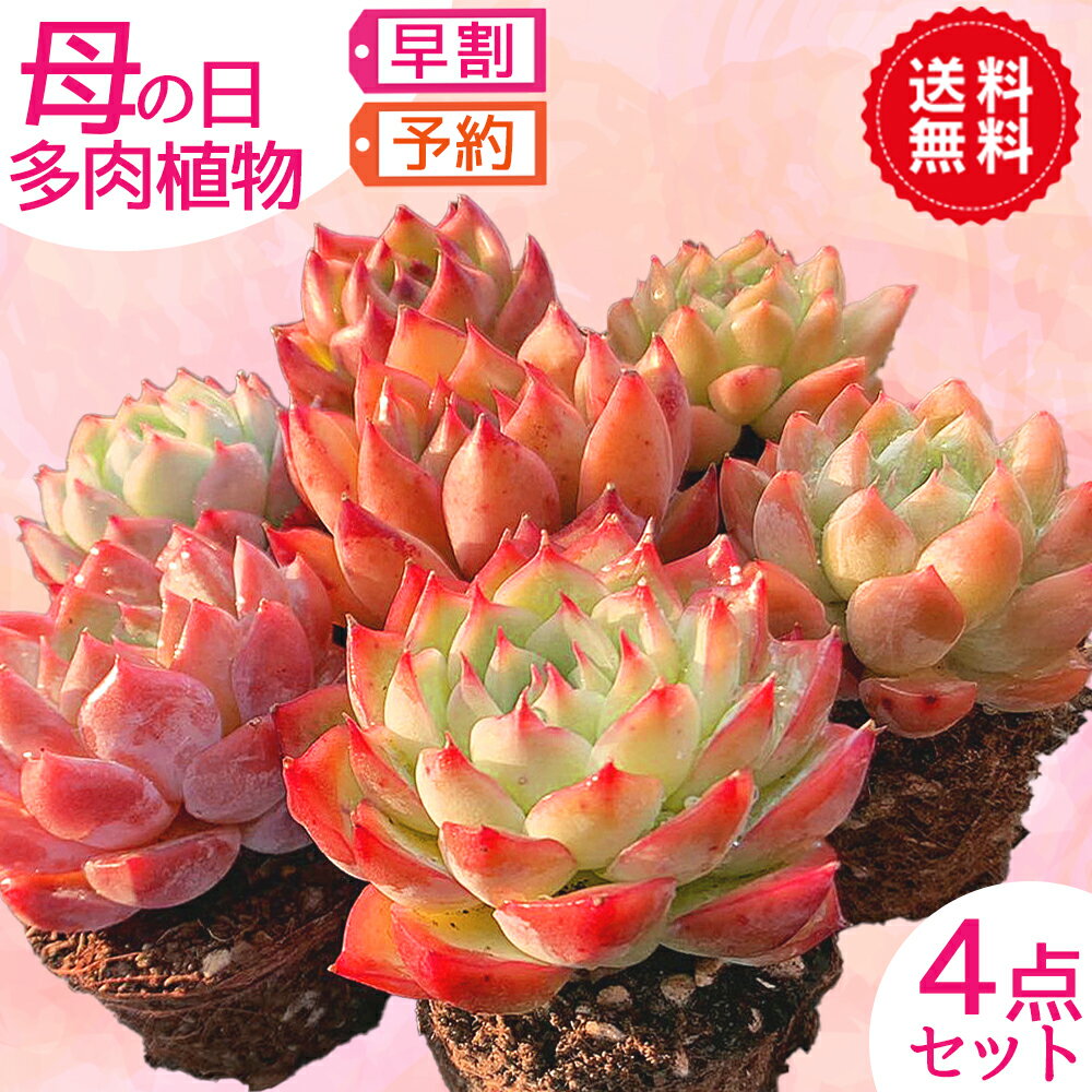 鉢 送料無料　 母の日　多肉植物　4点セット　ギフト 贈り物 プレゼント 鉢植え 生花 カーネーション メッセージカード　早割　多肉専門VERVE