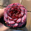 ľ ¿ʪ 󤻿 ٥ꥢ° åɥ٥٥åȡñ Echeveria 'Red Velvet' ȴĶ տʪ ƥꥢ ¿VERVE