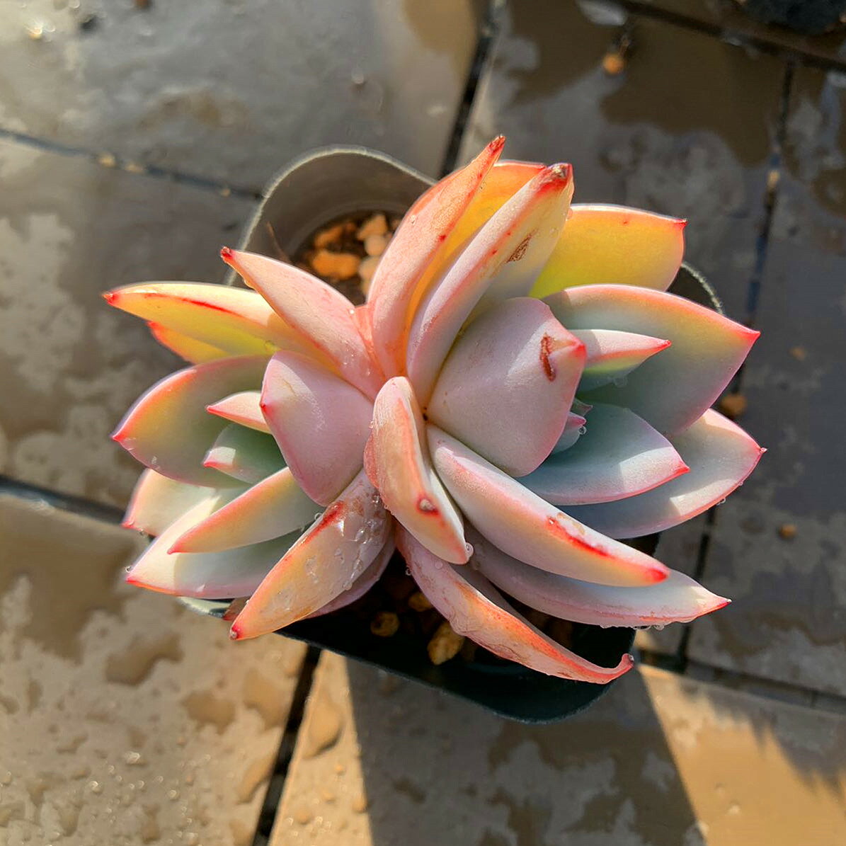 農園直売 多肉植物 寄せ植え エケベリア属　カリビアンブルー 'Caribbean Blue'（2頭） 観葉植物 インテリア　多肉専門VERVEのサムネイル