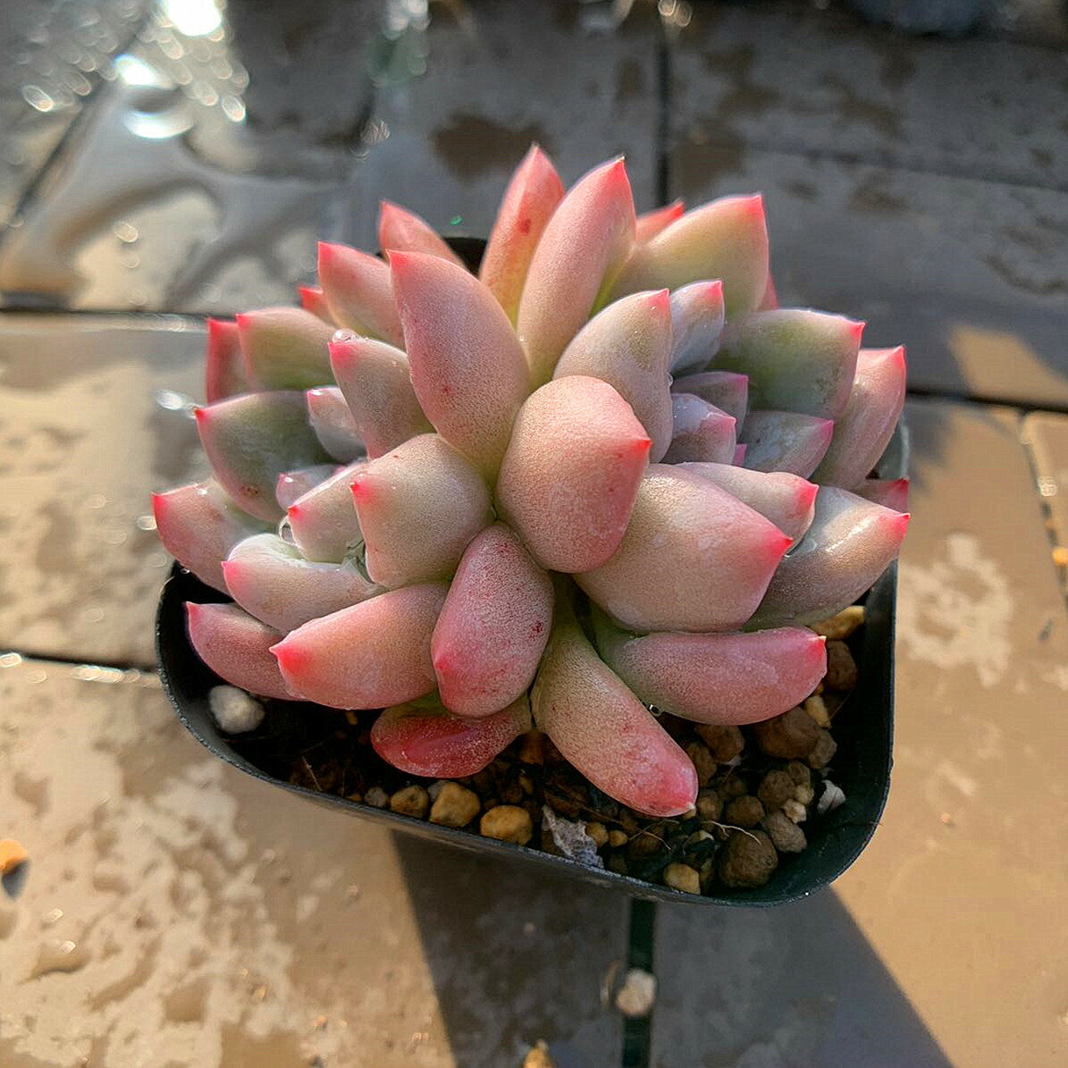 農園直売 多肉植物 寄せ植え エケベリア属 マチルダ（2頭） 観葉植物 インテリア　多肉専門VERVEのサムネイル