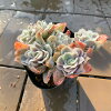 農園直売 多肉植物 寄せ植え エケベリア属　Echeveria “Rose Queen”　 ローズクィ...