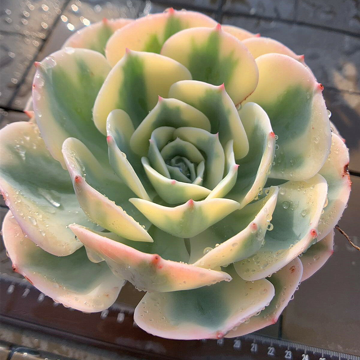 農園直売 多肉植物 寄せ植え エケベリア属 ルノーディーン(超レア)斑入り(錦)(大)超美苗 観葉植物 インテリア