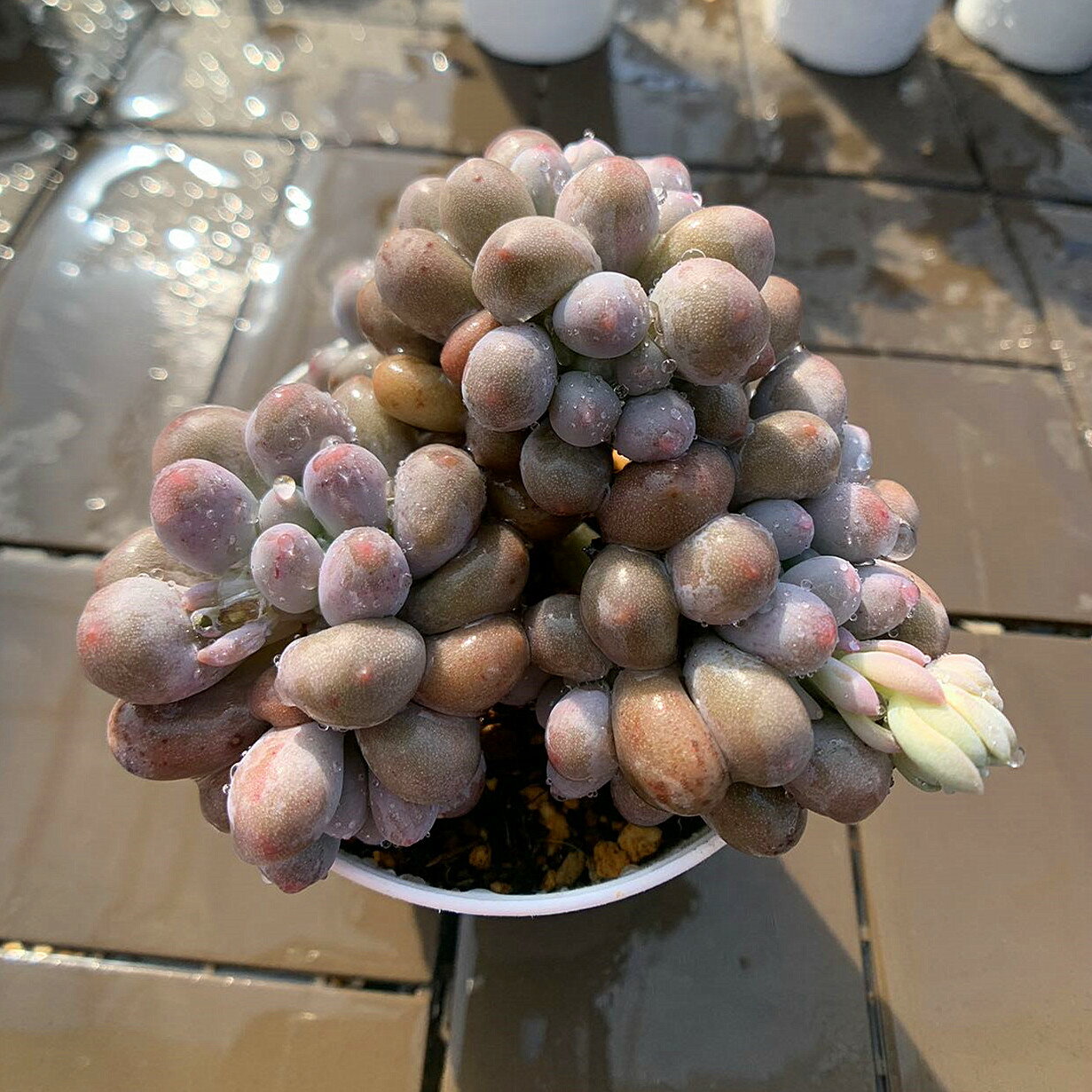 農園直売 多肉植物 寄せ植え エケベリア属　葡萄チーズ（群）新品種　 観葉植物 インテリア　多肉専門VERVEのサムネイル