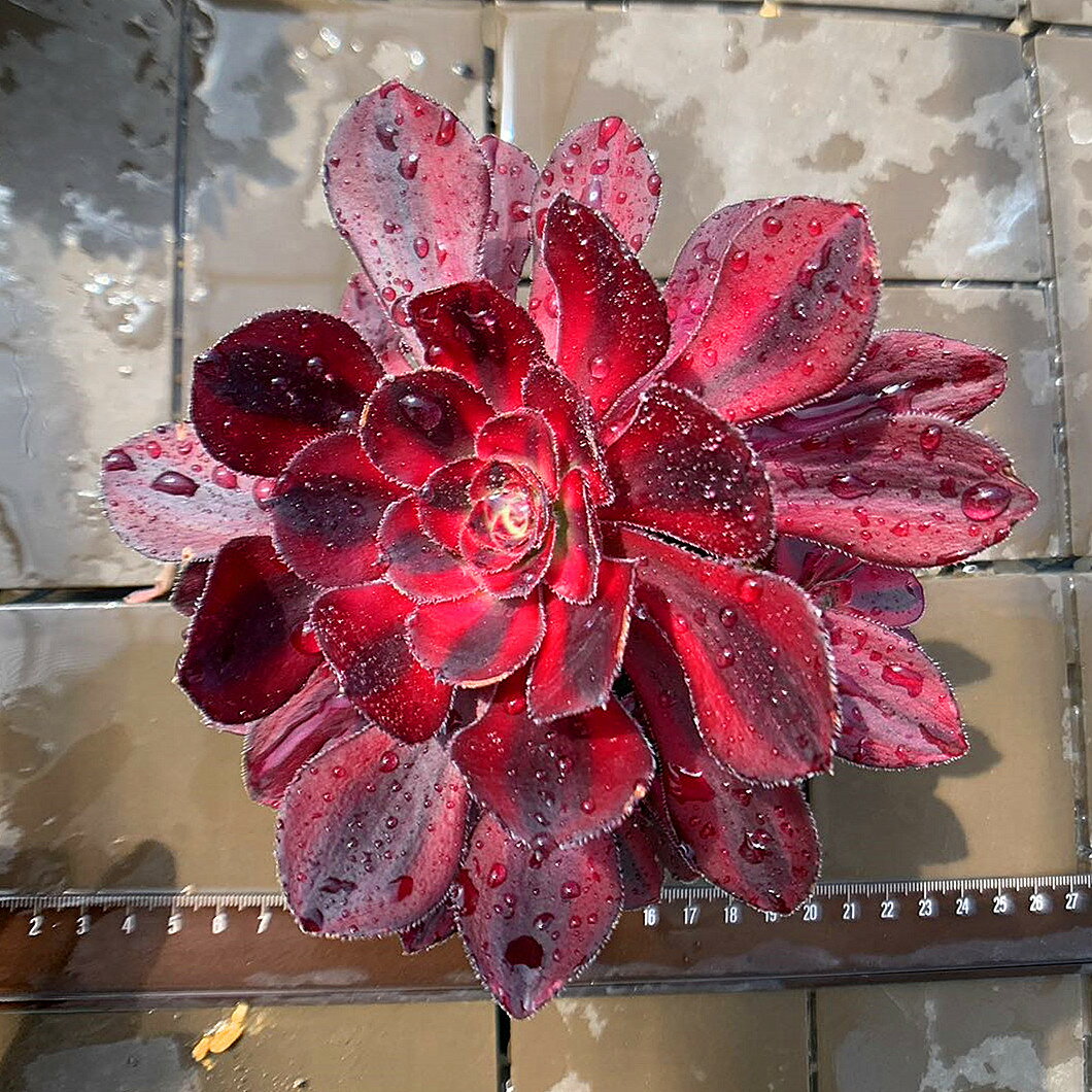 農園直売 多肉植物 寄せ植え アエオニウム属　シャネル（群）抜き苗 観葉植物 インテリア　多肉専門VERVEのサムネイル