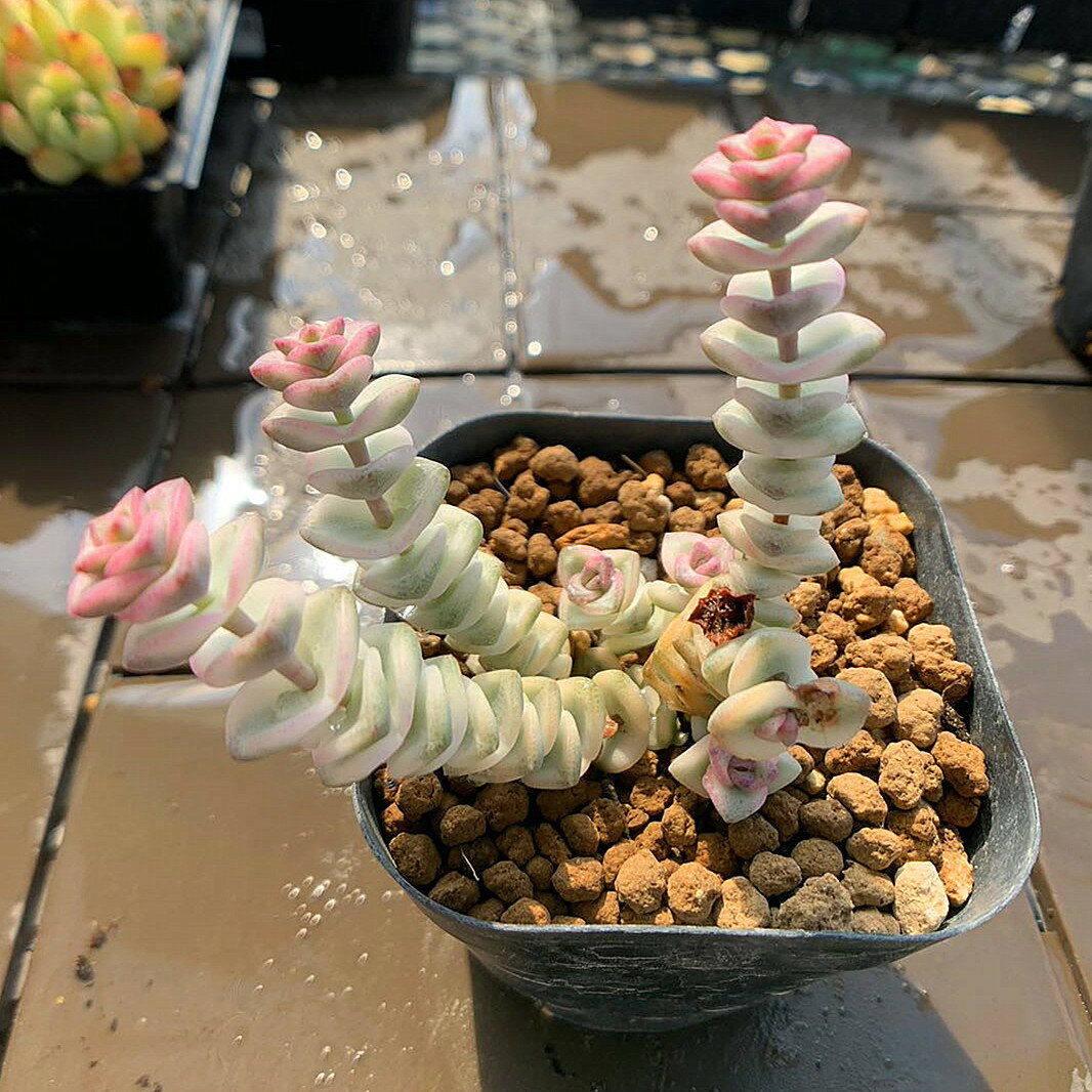 値下げ　農園直売 多肉植物 寄せ植え ファンタジー　錦　美苗　 観葉植物 インテリア　多肉専門VERVE