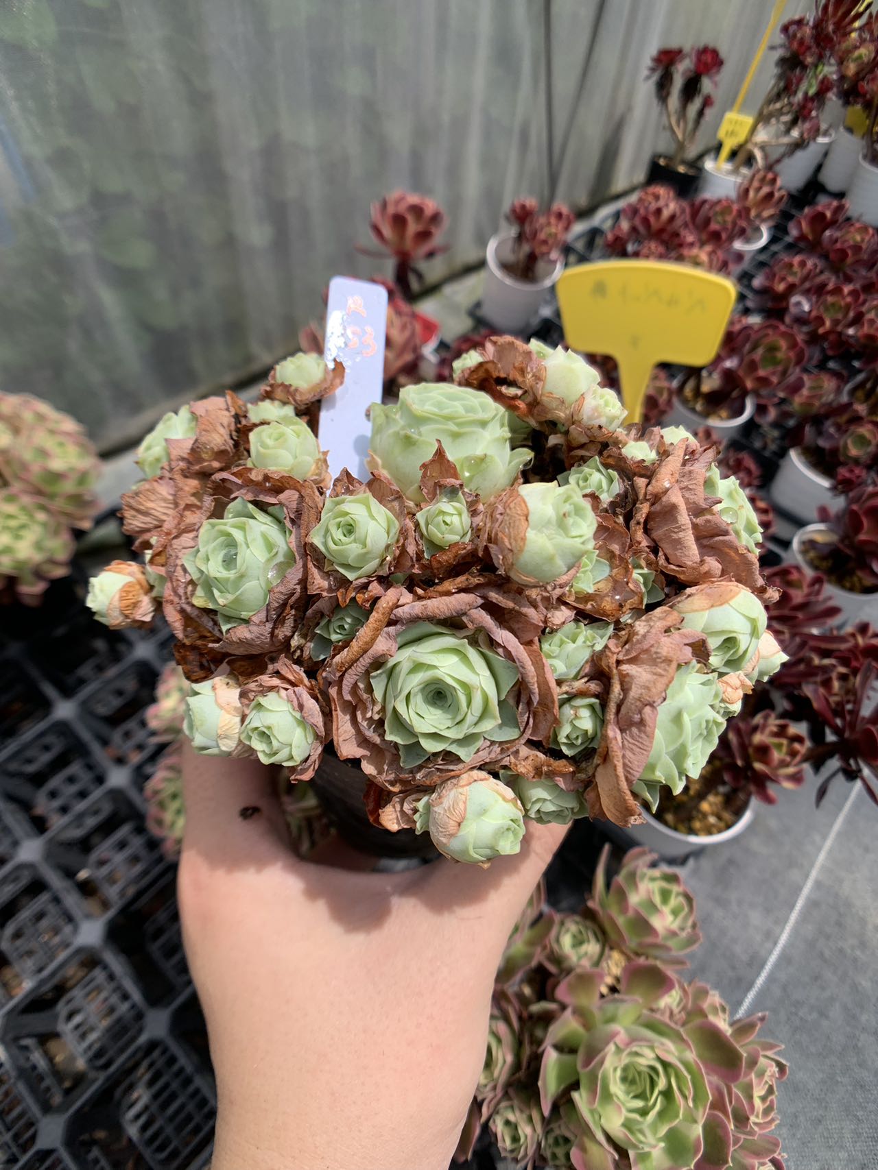 現物　 ラブレター　R853 'Love Letter'　 約20頭　 厳選 極上株 多肉専門VERVE