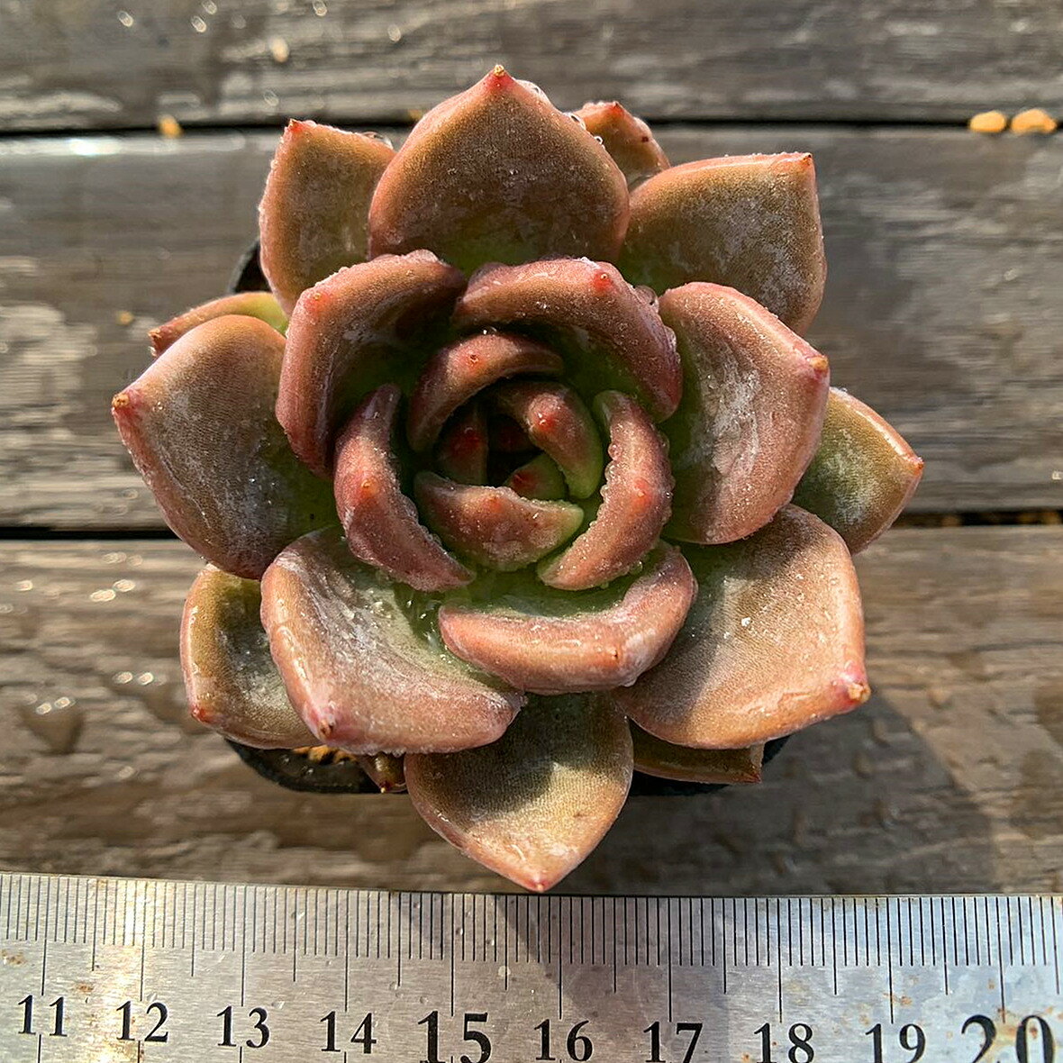 農園直売 多肉植物 寄せ植え ワインモンロー（単） 観葉植物 インテリア　多肉専門VERVE