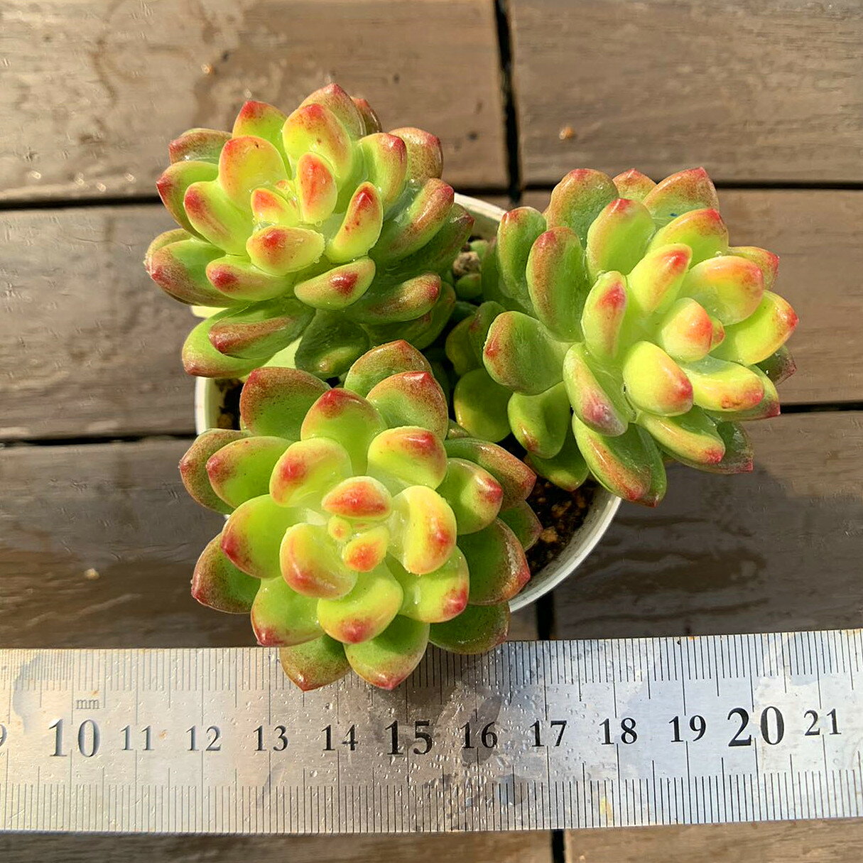 農園直売 多肉植物 寄せ植え 　シャングリラ（群）観葉植物 インテリア 多肉専門VERVEのサムネイル