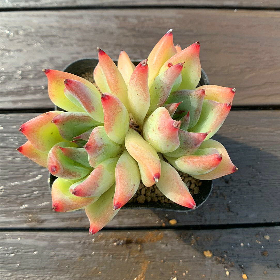 ぽんず様 多肉植物棚 GAI-ORG2
