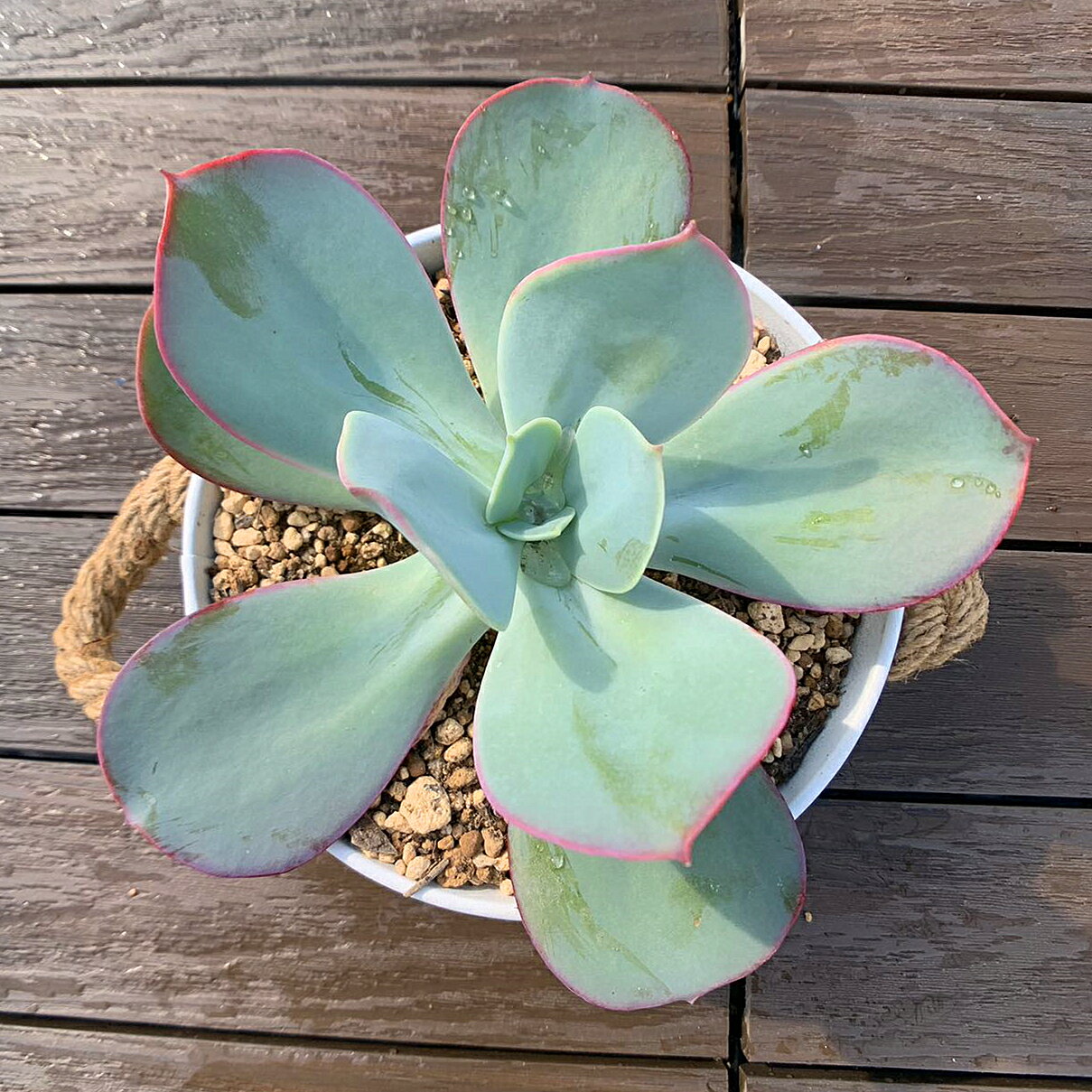 多肉植物 韓国苗　ブルーハイヒール 多肉植物 韓国苗ブルーハイヒール