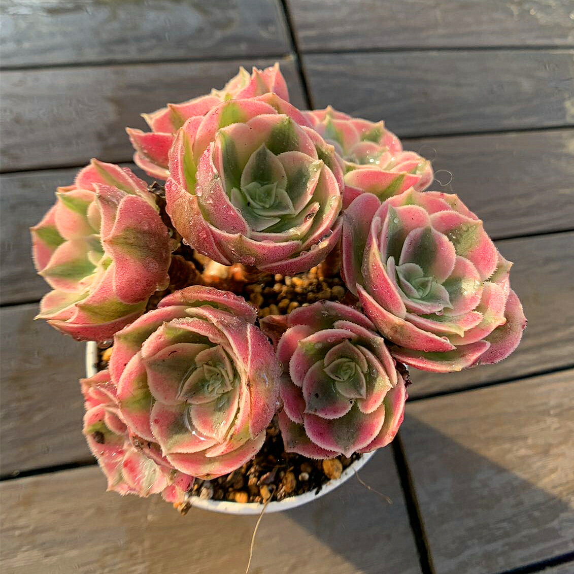 農園直売 多肉植物 寄せ植え アエオニウム属　丸葉ピンクウィッチ（群）観葉植物 インテリア　多肉専門VERVEのサムネイル