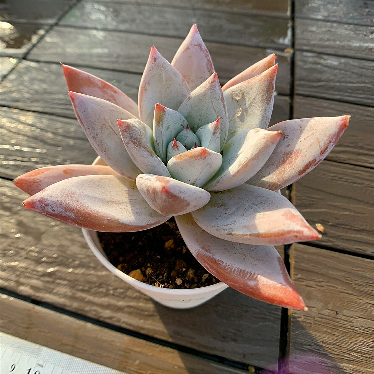 楽天市場】多肉植物 エケベリア(観葉植物|花・観葉植物):花 楽天市場】多肉植物 エケベリア(観葉植物|花・観葉植物):花