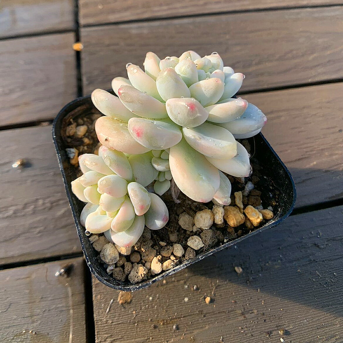 期間限定値下げ 農園直売 多肉植物 寄せ植え エケベリア属 ロッティ錦 美苗 抜き苗 観葉植物 インテリア 多肉専門VERVE