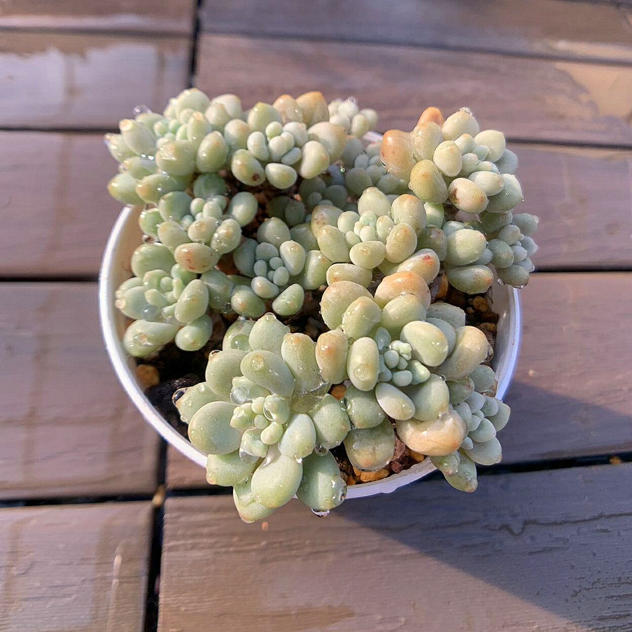 農園直売 多肉植物 寄せ植え キャビア（群）観葉植物 インテリア　多肉専門VERVEのサムネイル