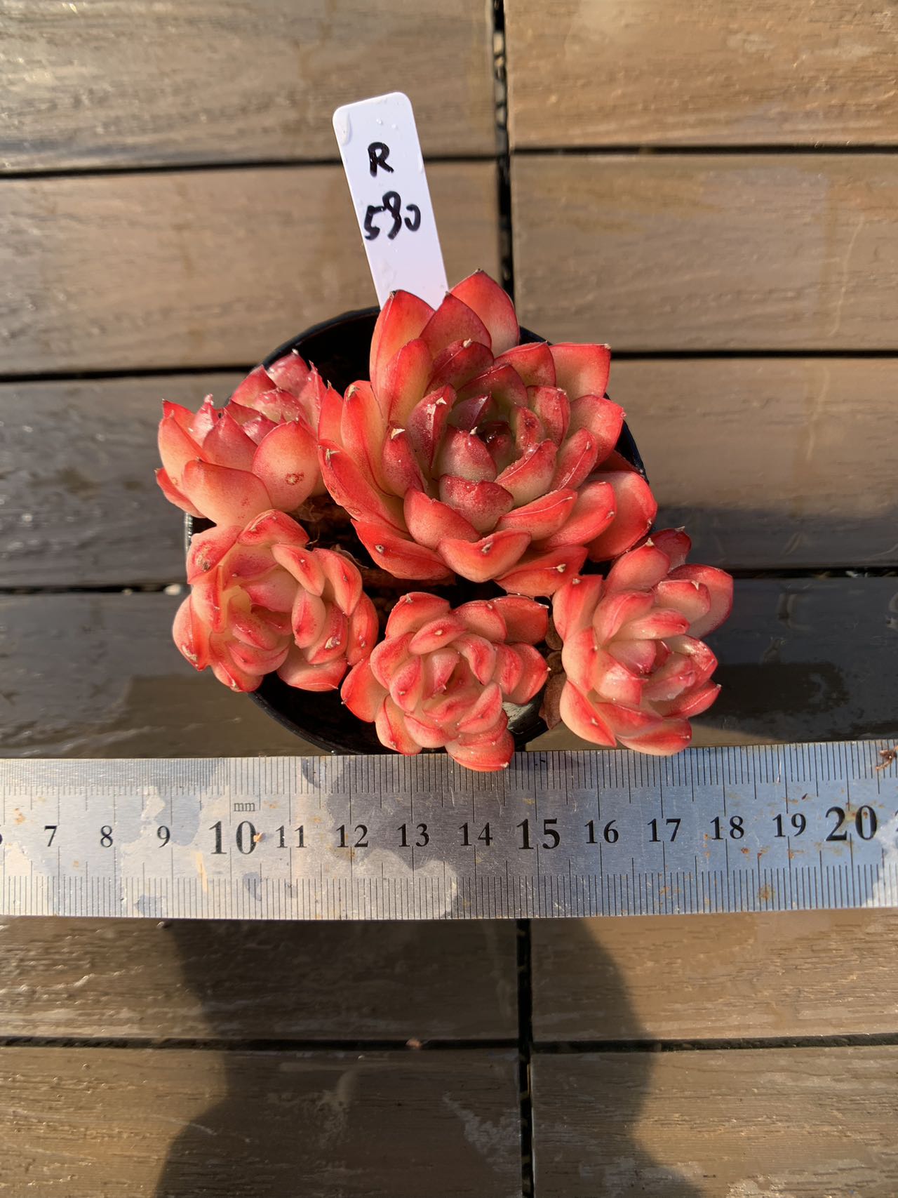 現物　アップルムース（群）R590　厳選 極上株 多肉専門VERVE