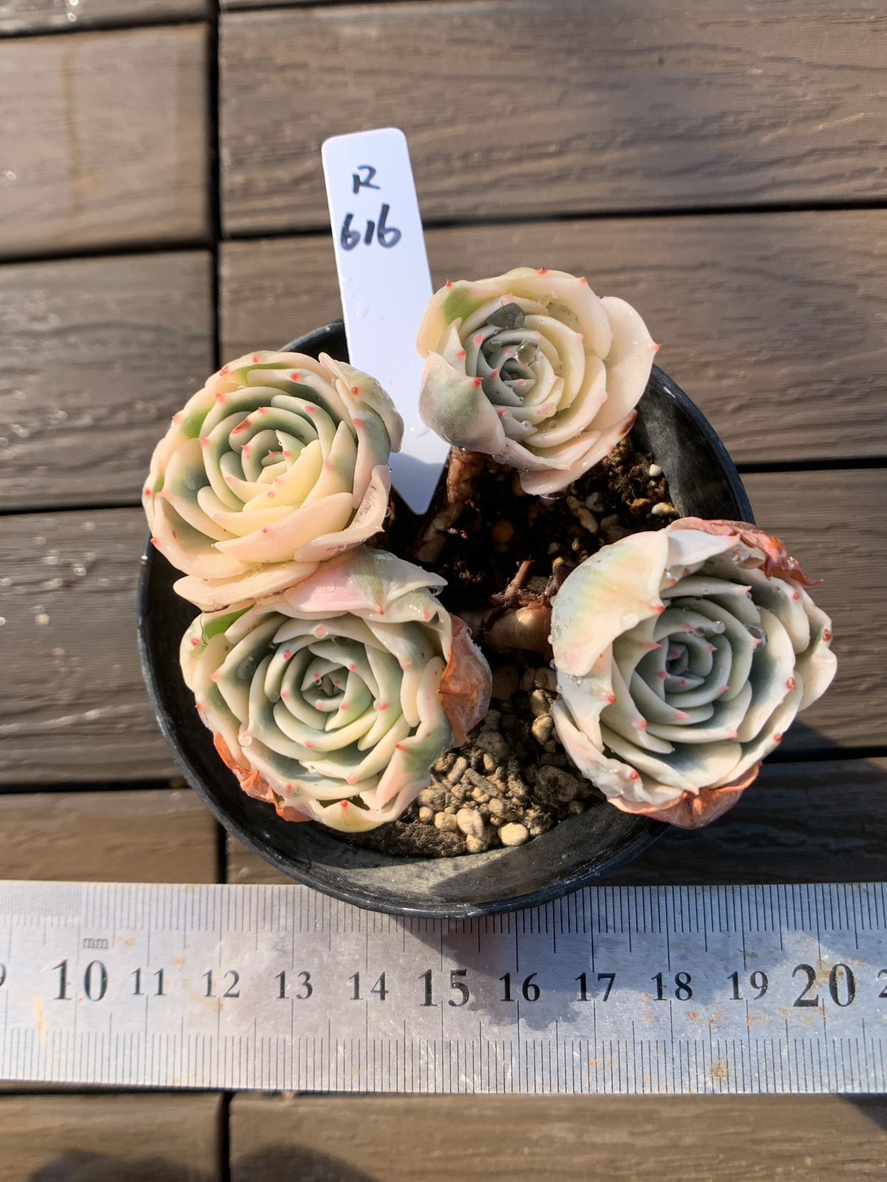 現物　ルノーディーン（群） R616　厳選 極上株 多肉専門VERVE