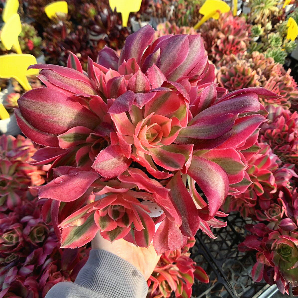 楽天市場】アエオニウム(観葉植物|花・観葉植物):花 楽天市場】アエオニウム(観葉植物|花・観葉植物):花