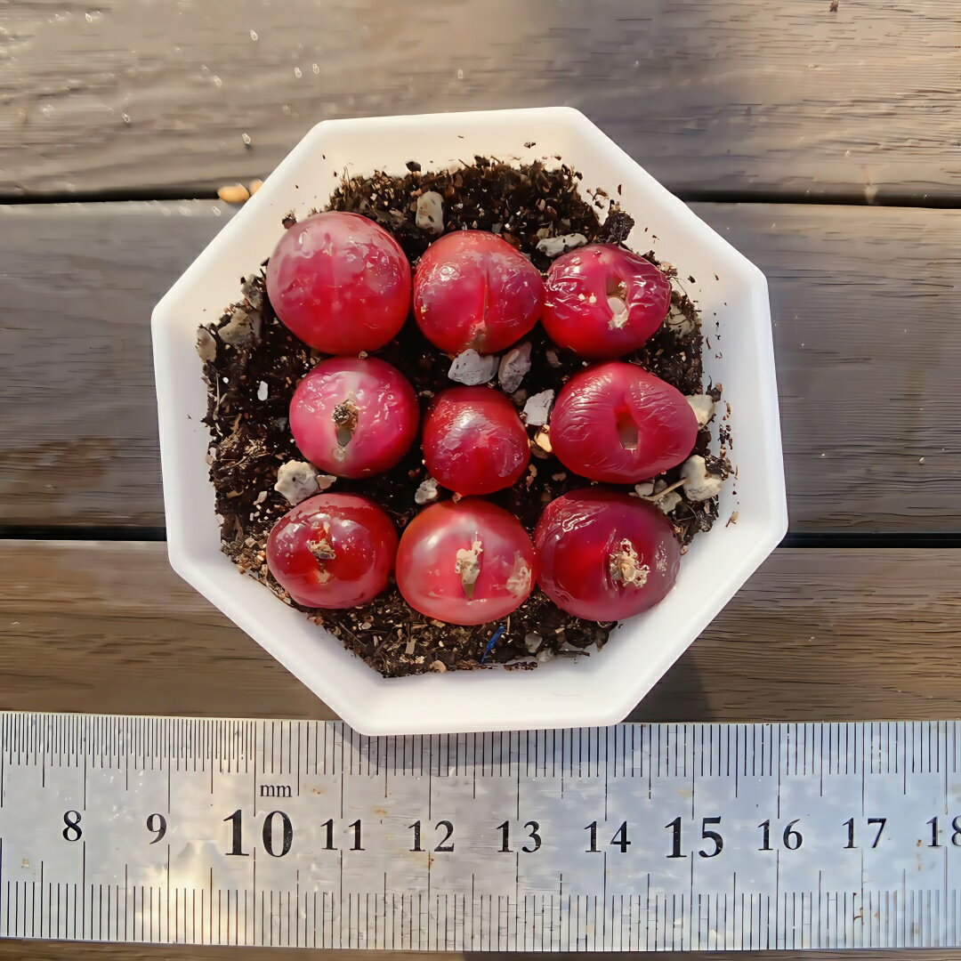 農園直売 多肉植物 コノフィツム マウガニー（赤）9頭セット　メセン　観葉植物　インテリア　多肉専門VERVEのサムネイル