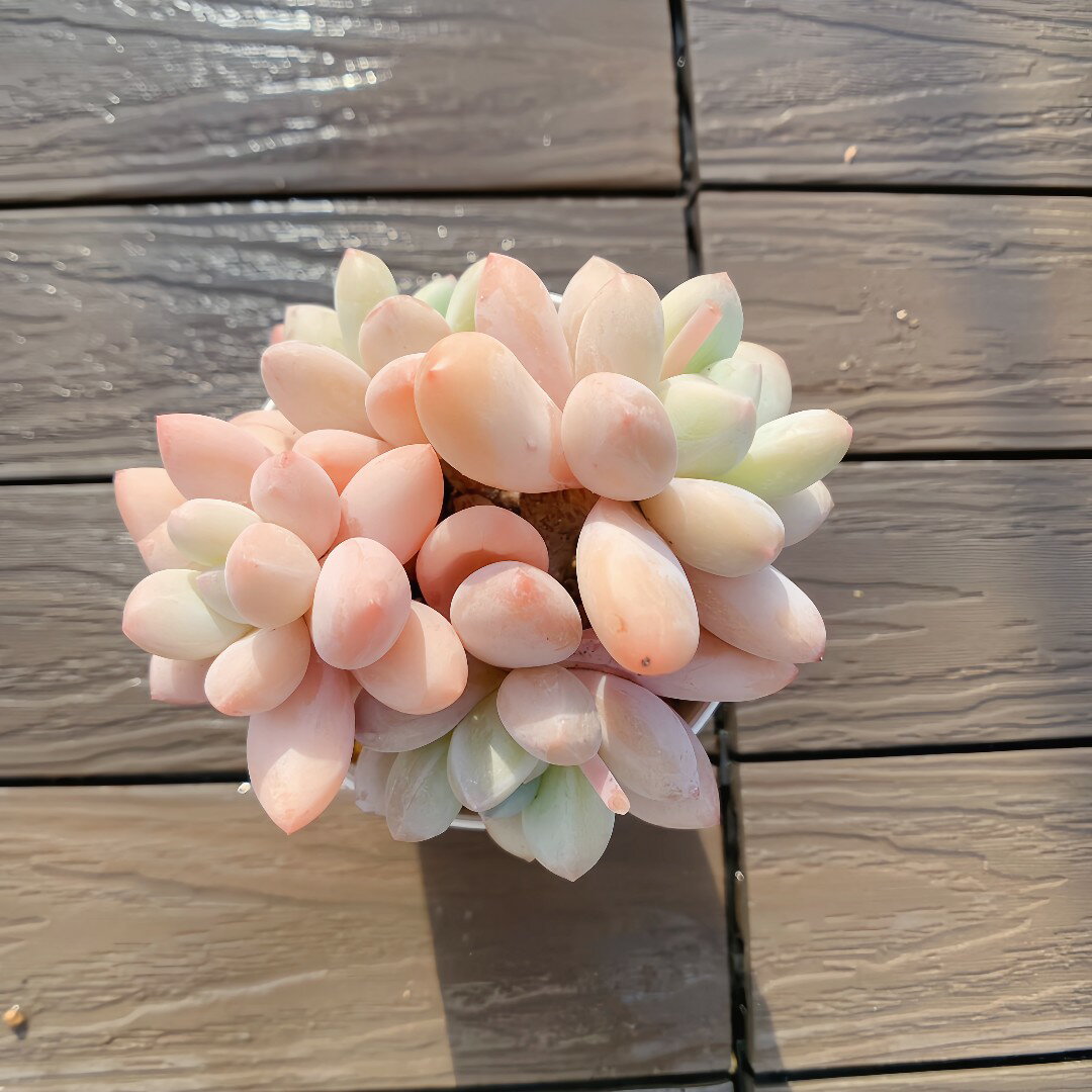 農園直売 多肉植物 寄せ植え ダルマ香水（群） 観葉植物 インテリア　多肉専門VERVEのサムネイル