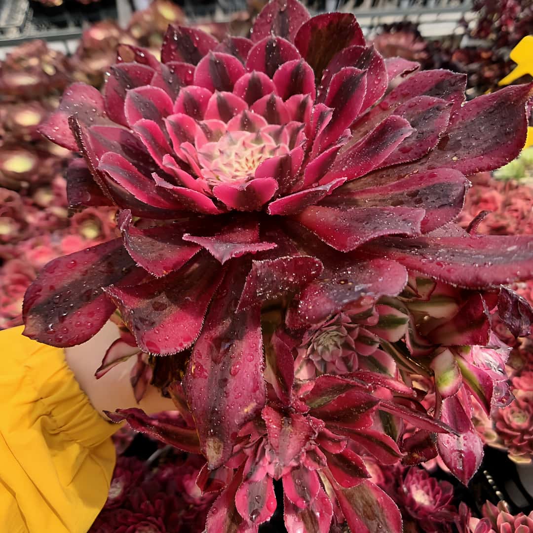 農園直売 多肉植物 寄せ植え アエオニウム属　ガーネット白斑錦（群）特大　超美苗 抜き苗 観葉植物 インテリア　多肉専門VERVEのサムネイル