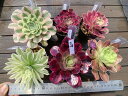 現物 品種名付き アエオニウム属6点セットs216 多肉植物 寄せ植え 多肉専門VERVE
