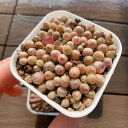 期間限定値下げ 農園直売 多肉植物 コノフィツム属 ブルゲリ 40-50頭セット 超お得 メセン 観葉植物 インテリア 多肉専門VERVE