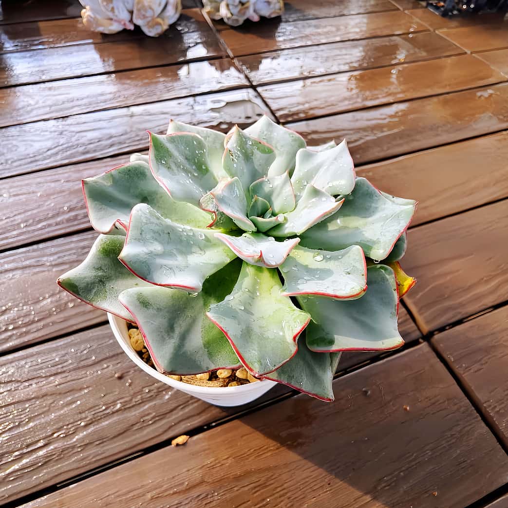 農園直売 多肉植物 寄せ植え エケベリア属 ストリクチフローラ ノヴァ（大） 観葉植物 インテリア　多肉専門VERVE