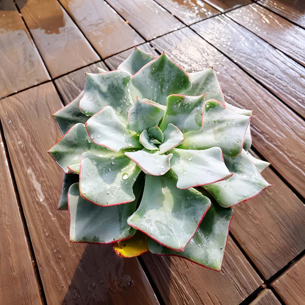 農園直売 多肉植物 寄せ植え エケベリア属 ストリクチフローラ ノヴァ（大） 観葉植物 インテリア　多肉専門VERVE