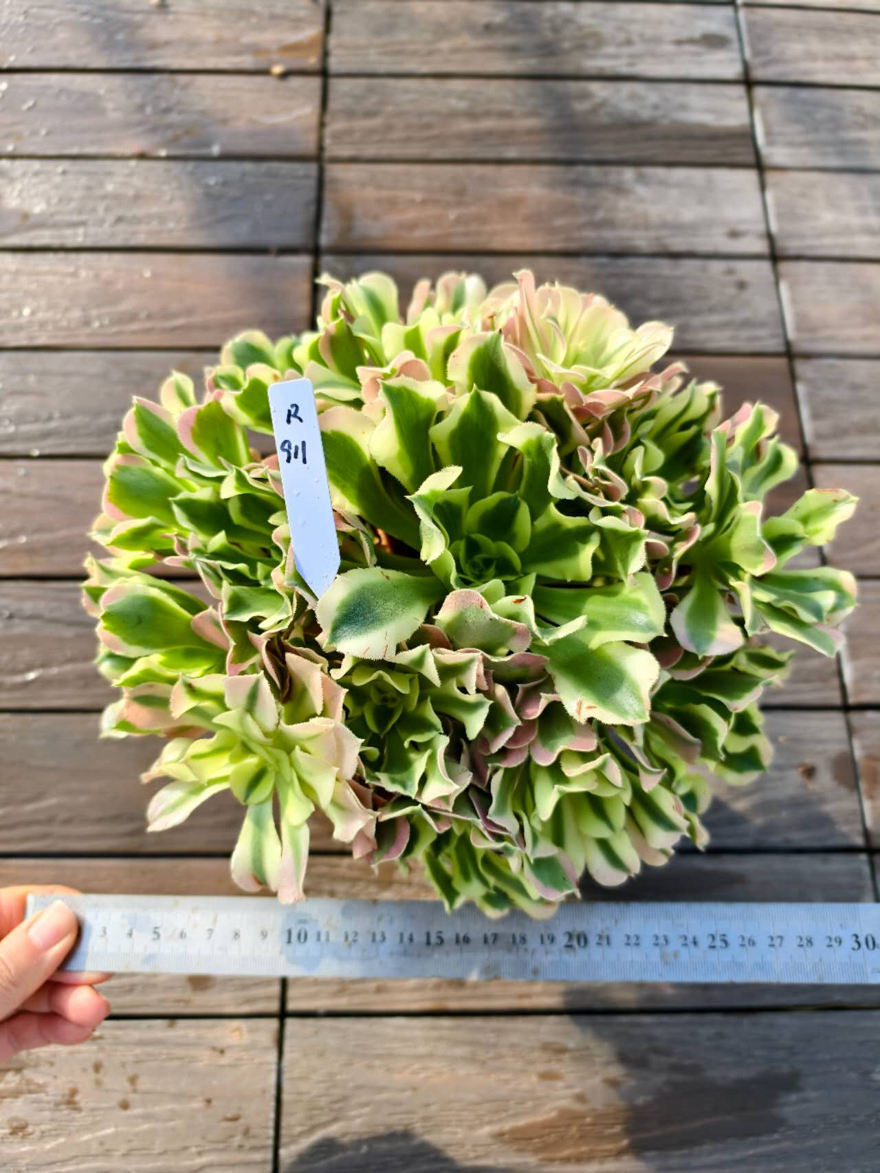 現物アエオニウム属雨花石特特大R9...