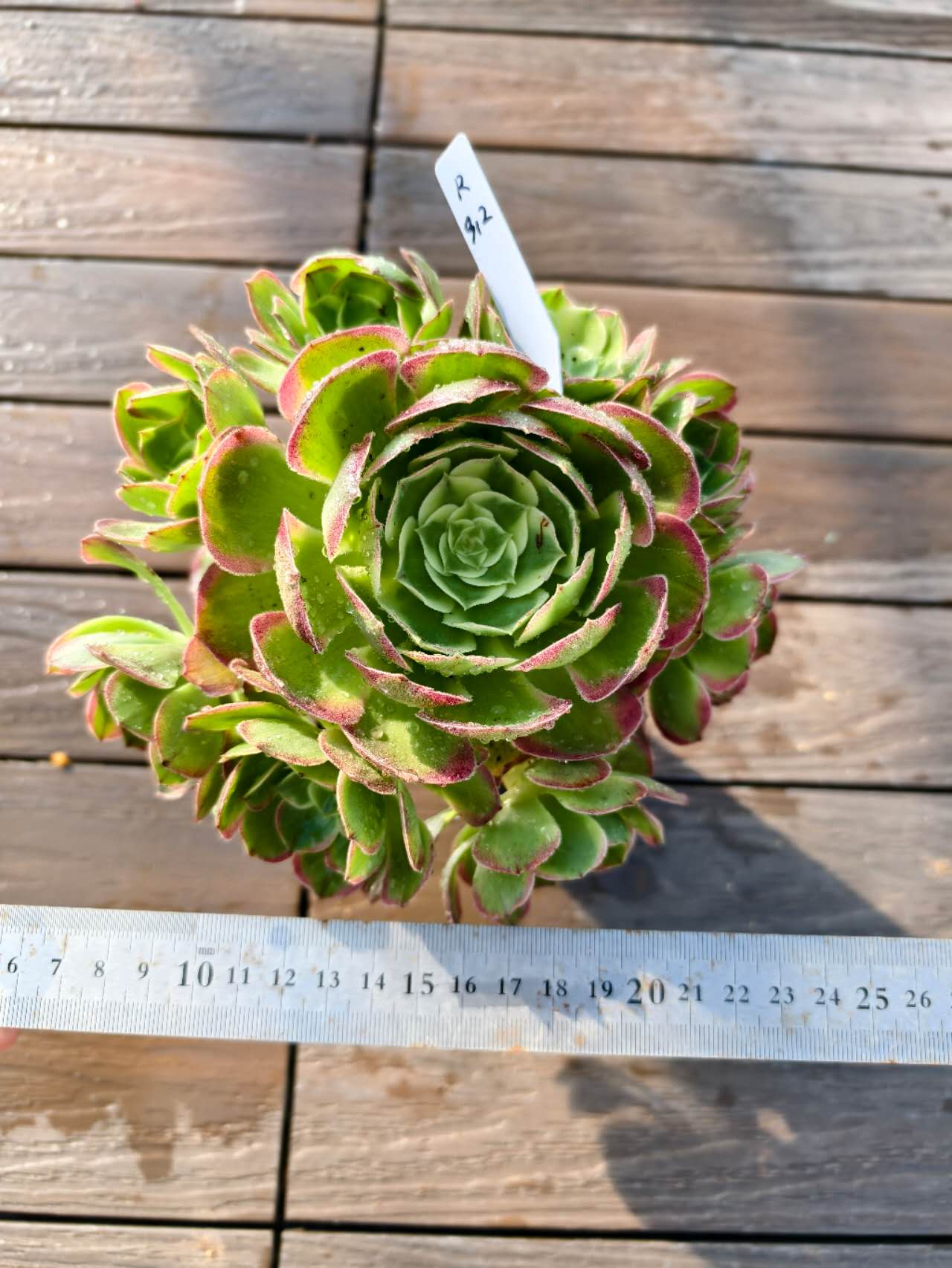 現物アエオニウム属海王特大R912...