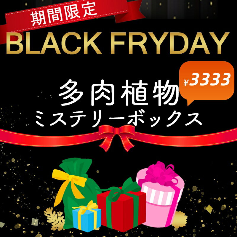 ラックフライデー限定　ブラックボックス3333　豪華　赤字覚悟　多肉専門VERVE　当店農園直売