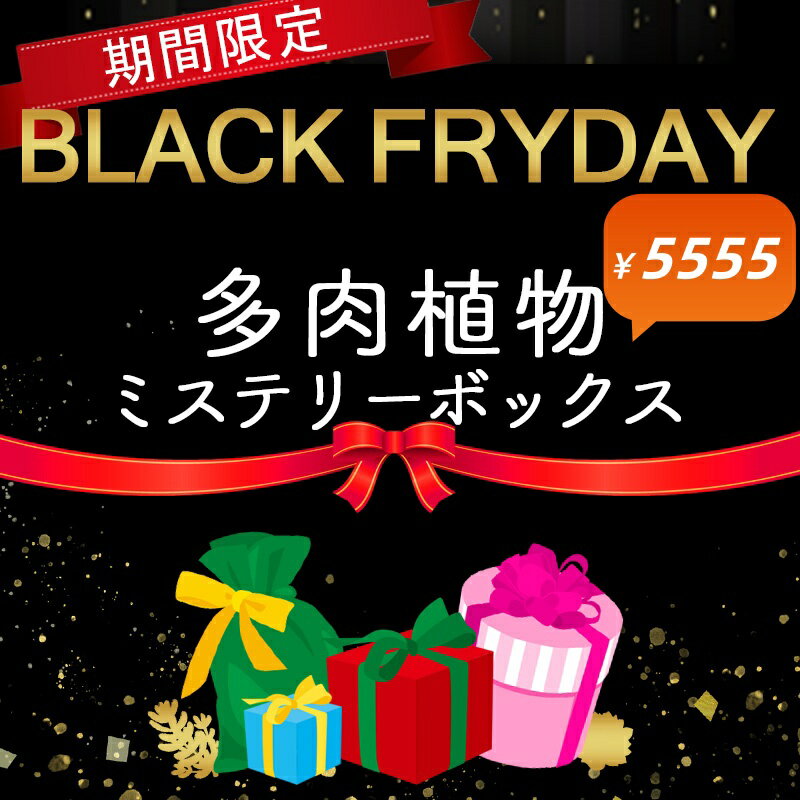 ラックフライデー限定　ブラックボックス5555　豪華　赤字覚悟　多肉専門VERVE　当店農園直売