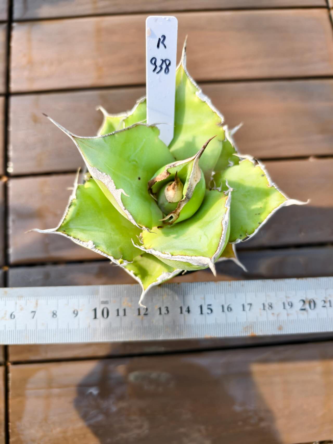 現物販売　アガベ R…