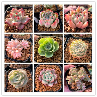 ネットで多肉狩り 楽天市場とヤフーショッピングで多肉植物を販売しているお店をピックアップ 暮らしと ネットで多肉狩り 楽天市場とヤフーショッピングで多肉植物を販売しているお店をピックアップ 暮らしと