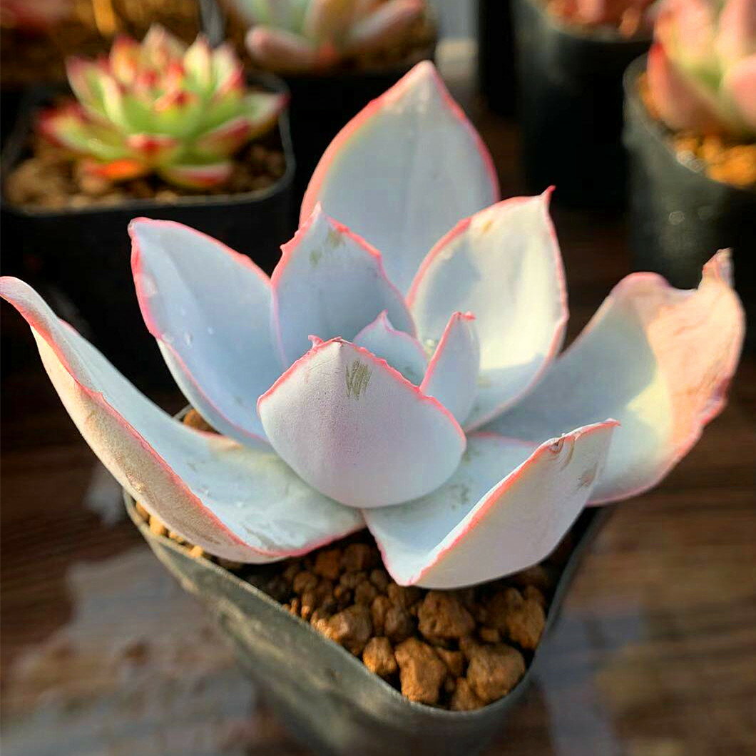 楽天市場 農園直売 多肉植物 寄せ植え エケベリア属 カンテ 大 抜き苗 観葉植物 インテリア 多肉専門verve みんなのレビュー 口コミ 楽天市場 農園直売 多肉植物 寄せ植え エケベリア属 カンテ 大 抜き苗 観葉植物 インテリア 多肉専門verve みんなのレビュー 口コミ