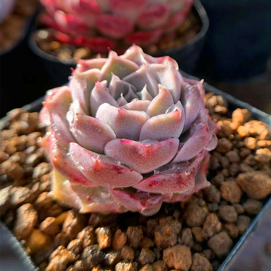 農園直売 多肉植物 寄せ植え エケベリア属 ヒアリナ Hyalina 抜き苗 観葉植物 インテリア 850円 多肉専門verve 小さ目でコロッとしてて葉数が多くてとても可愛いです 綺麗な紫色で素敵 花 ガーデン Diy通販のおすすめ商品クチコミサーチ 農園直売 多肉植物 寄せ植え エケベリア属 ヒアリナ Hyalina 抜き苗 観葉植物 インテリア 850円 多肉専門verve 小さ目でコロッとしてて葉数が多くてとても可愛いです 綺麗な紫色で素敵 花 ガーデン Diy通販のおすすめ商品クチコミサーチ