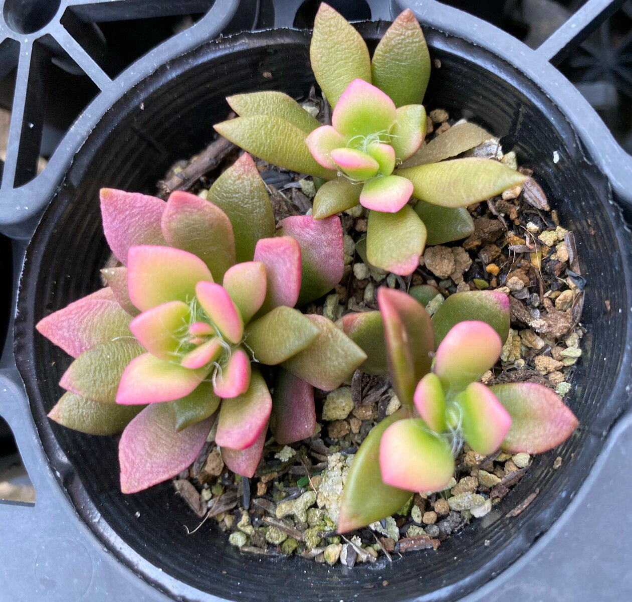 ぷっくりかわいい 多肉植物の人気品種15選 見た目の特徴 育て方のコツもご紹介 暮らし の