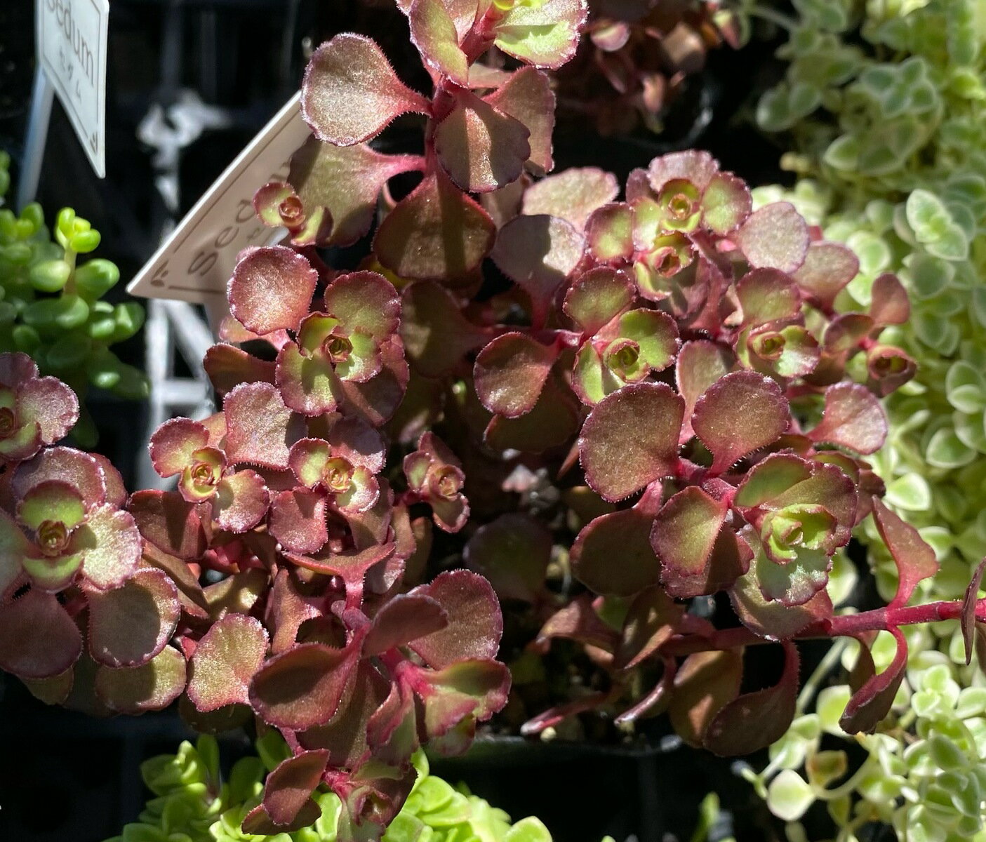 ドラゴンズブラッド　セダム　2.5号　多肉植物　寄せ植え　苗　花植木　ガーデニング