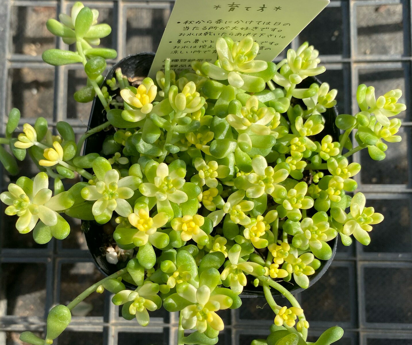 楽天市場】多肉植物 斑入りタイトゴメの通販 楽天市場】多肉植物 斑入りタイトゴメの通販