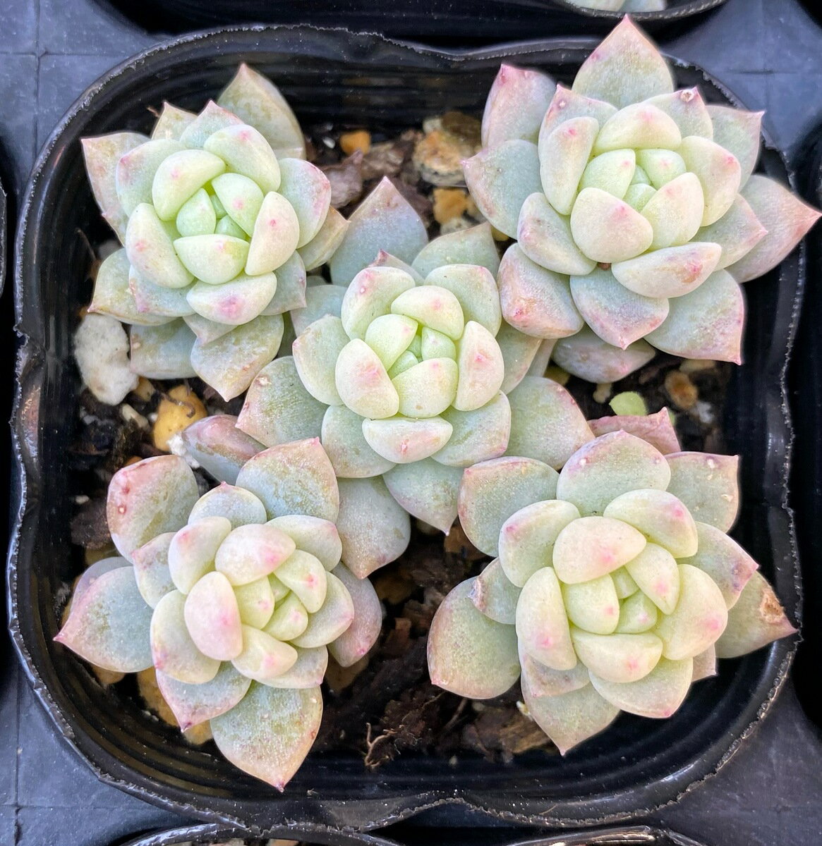 プロリフィカ　エケベリア　2号　多肉植物のサムネイル