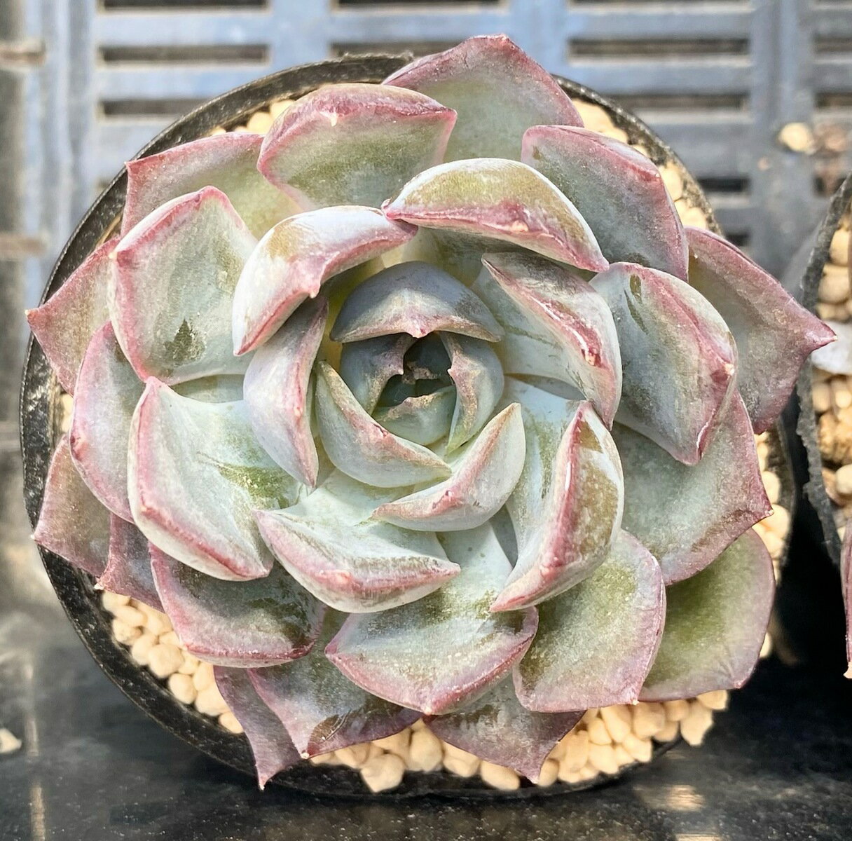 ダークアイス　韓国苗　エケベリア　多肉植物のサムネイル
