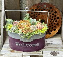 ハンゴウガーデンポット 寄せ植え 多肉植物 プレゼント インテリア 母の日 父の日