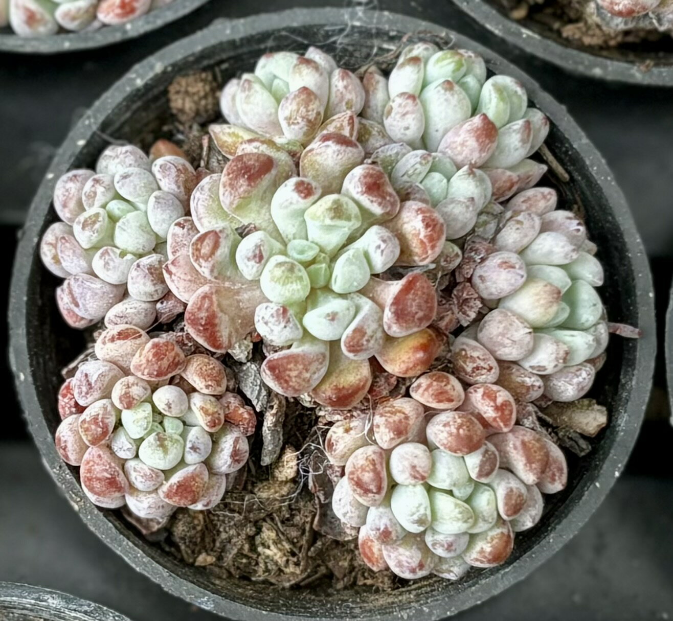 楽天市場】多肉植物 ルンヨニーの通販 楽天市場】多肉植物 ルンヨニーの通販